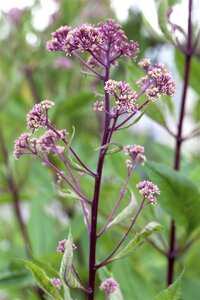 Hello Garden Rodgersia pinnata vaste plant - afbeelding 2