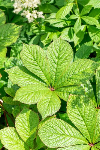 Hello Garden Rodgersia pinnata vaste plant - afbeelding 6