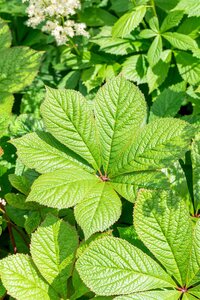 Hello Garden Rodgersia pinnata vaste plant - afbeelding 6