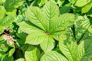 Hello Garden Rodgersia pinnata vaste plant - afbeelding 5