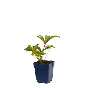 Hello Garden Rodgersia pinnata vaste plant - afbeelding 1