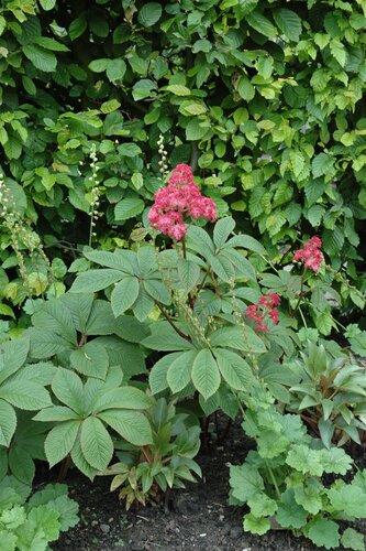 Hello Garden Rodgersia pinnata vaste plant - afbeelding 3