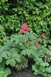 Hello Garden Rodgersia pinnata vaste plant - afbeelding 3