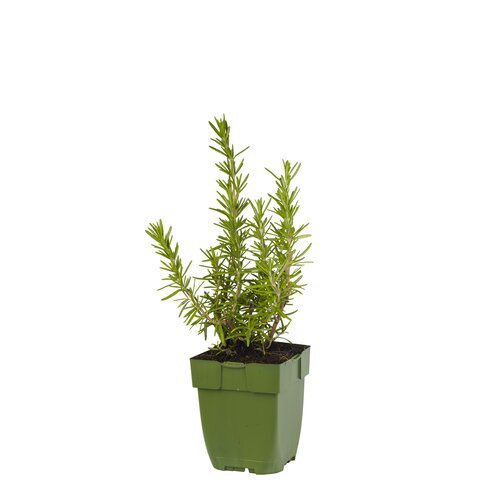 Rosmarinus officinalis, in 11cm-pot