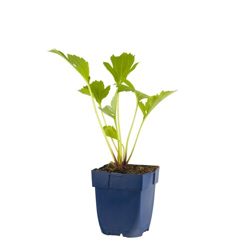 Rudbeckia nitida 'Herbstsonne', in 11cm-pot - afbeelding 1