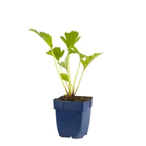 Rudbeckia nitida 'Herbstsonne', in 11cm-pot - afbeelding 1