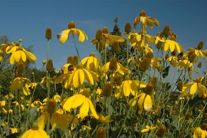Rudbeckia nitida 'Herbstsonne', in 11cm-pot - afbeelding 2