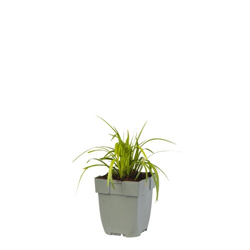 Liriope muscari 'Monroe White', in 11cm-pot