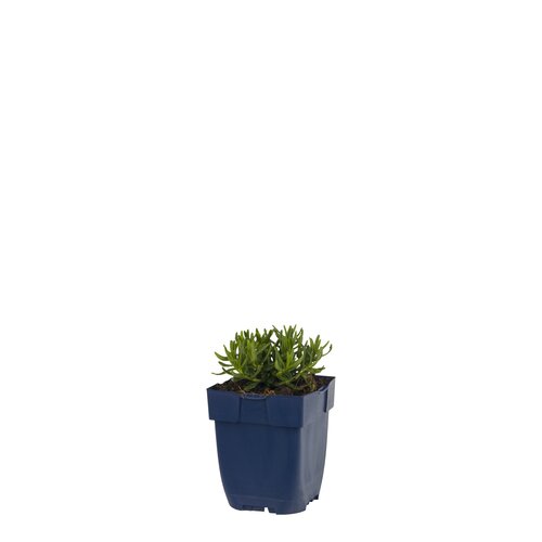 Lithodora diff. 'Heavenly Blue', in 11cm-pot