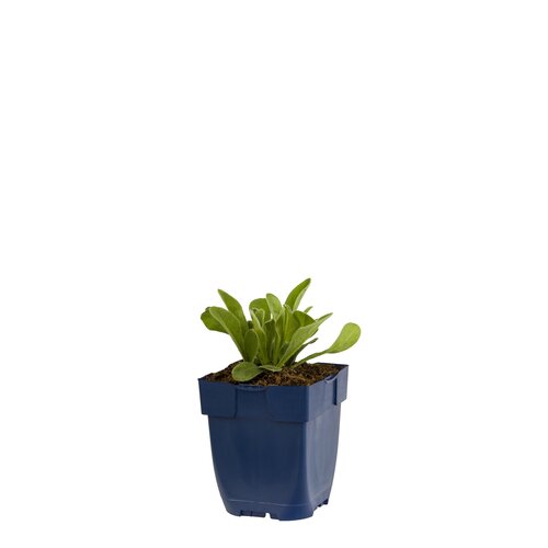 Lychnis cor. 'Alba', in 11cm-pot