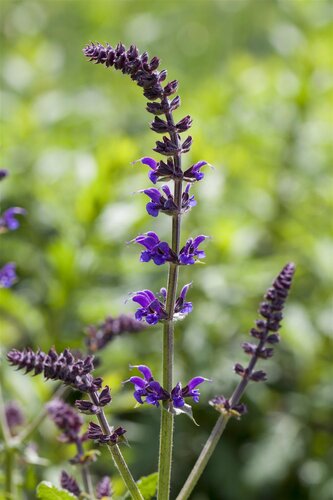 Hello Garden Salvia nemorosa Mainacht vaste plant - afbeelding 3