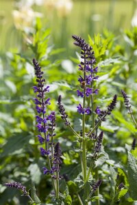 Hello Garden Salvia nemorosa Mainacht vaste plant - afbeelding 4