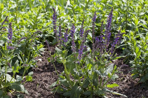 Hello Garden Salvia nemorosa Mainacht vaste plant - afbeelding 2