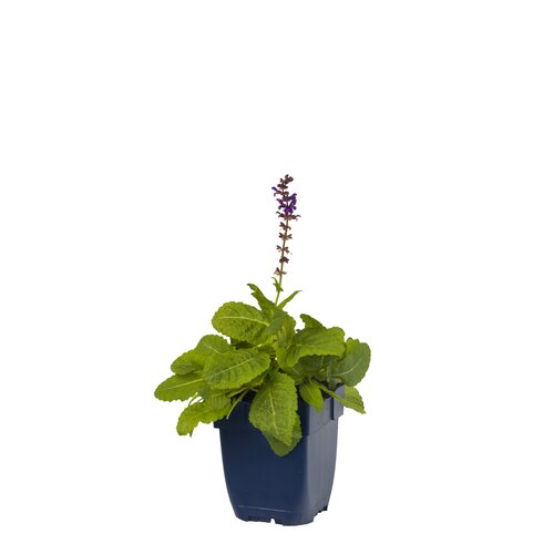 Hello Garden Salvia nemorosa Mainacht vaste plant - afbeelding 1