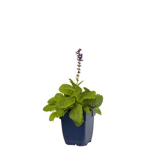 Hello Garden Salvia nemorosa Mainacht vaste plant - afbeelding 1