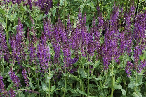 Hello Garden Salvia nemorosa Mainacht vaste plant - afbeelding 5