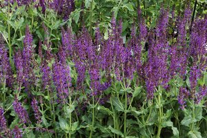 Hello Garden Salvia nemorosa Mainacht vaste plant - afbeelding 5