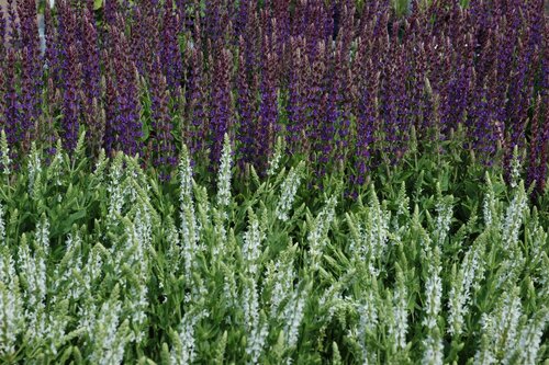 Hello Garden Salvia nemorosa Mainacht vaste plant - afbeelding 6