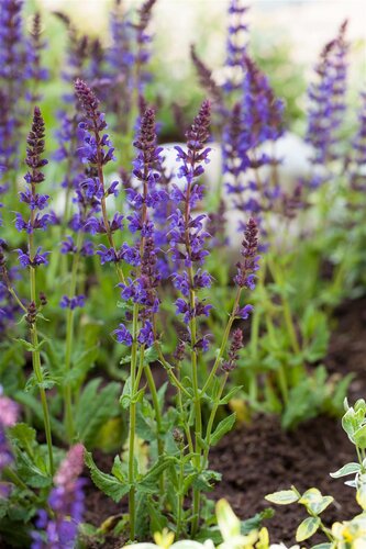 Hello Garden Salvia nemorosa 'Ostfriesland' vaste plant - afbeelding 2