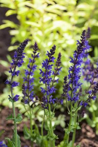 Hello Garden Salvia nemorosa 'Ostfriesland' vaste plant - afbeelding 3