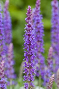 Hello Garden Salvia nemorosa Ostfriesland vaste plant - afbeelding 5