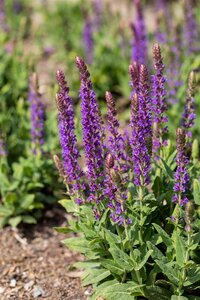Hello Garden Salvia nemorosa Ostfriesland vaste plant - afbeelding 6