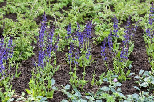 Hello Garden Salvia nemorosa Ostfriesland vaste plant - afbeelding 4