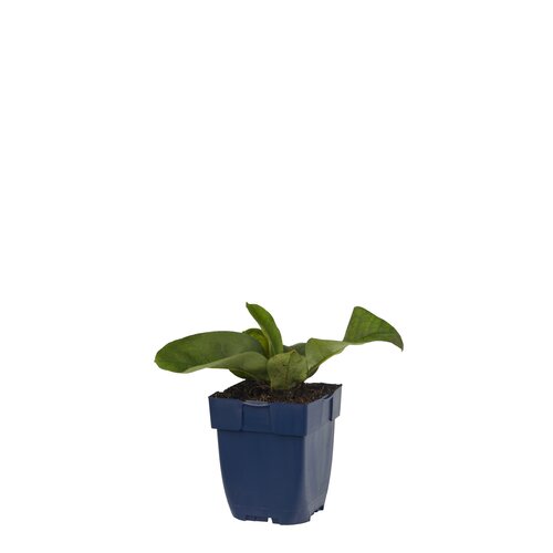 Pulmonaria ang. 'Azurea', in 11cm-pot