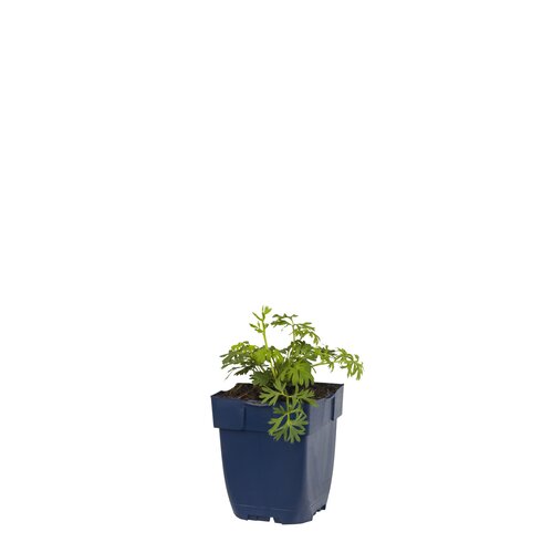 Hello Garden Salvia nemorosa 'Sensation Deep Rose' vaste plant