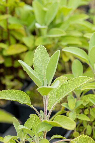 Salvia off. 'Berggarten', in 11cm-pot - afbeelding 4
