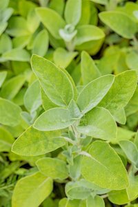 Salvia off. 'Berggarten', in 11cm-pot - afbeelding 6