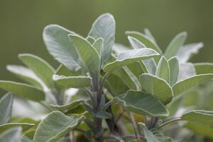 Salvia off. 'Berggarten', in 11cm-pot - afbeelding 2