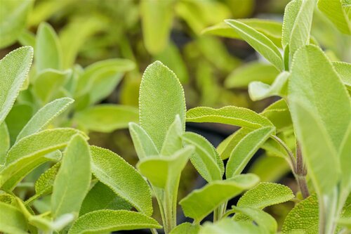 Salvia off. 'Berggarten', in 11cm-pot - afbeelding 3