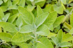 Salvia off. 'Berggarten', in 11cm-pot - afbeelding 5
