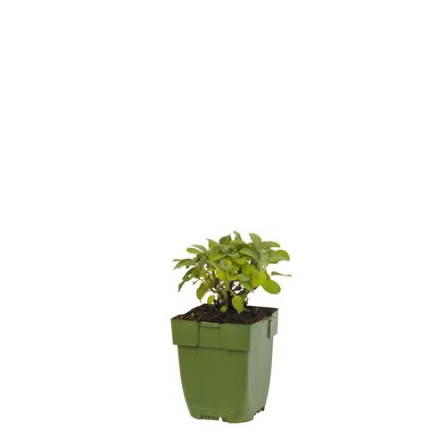 Salvia off. 'Berggarten', in 11cm-pot - afbeelding 1