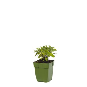 Salvia off. 'Berggarten', in 11cm-pot - afbeelding 1