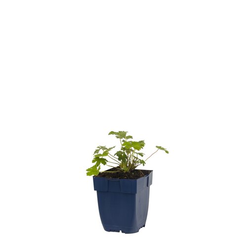 Hello Garden Salvia officinalis kruid