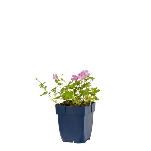 Geranium river. 'Mavis Simpson', in 11cm-pot