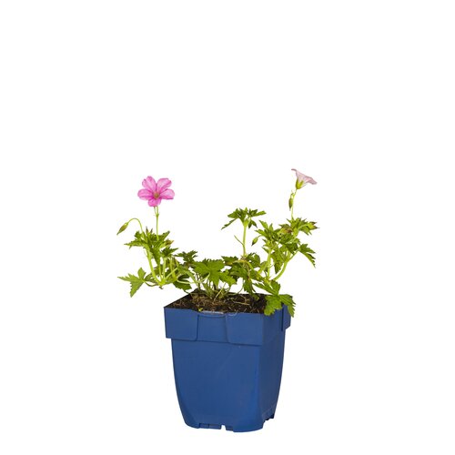 Geranium river. 'Russell Prichard', in 11cm-pot