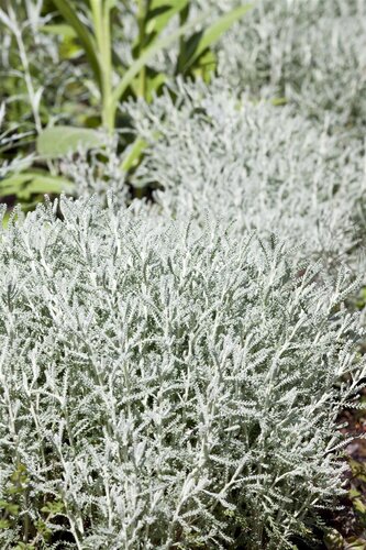 Hello Garden Santolina chamaecyparissus heester - afbeelding 2