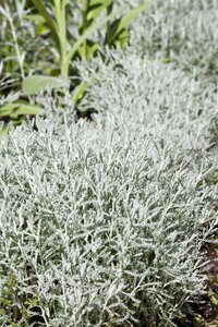 Hello Garden Santolina chamaecyparissus heester - afbeelding 2