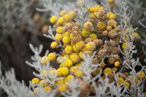 Hello Garden Santolina chamaecyparissus heester - afbeelding 3