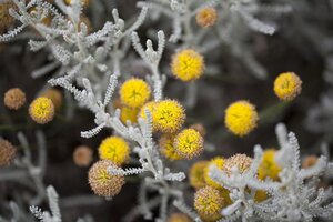 Hello Garden Santolina chamaecyparissus heester - afbeelding 4