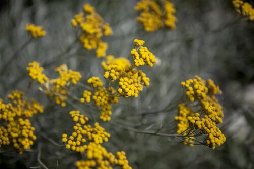 Hello Garden Santolina chamaecyparissus heester - afbeelding 6