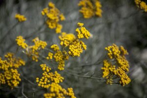 Hello Garden Santolina chamaecyparissus heester - afbeelding 6