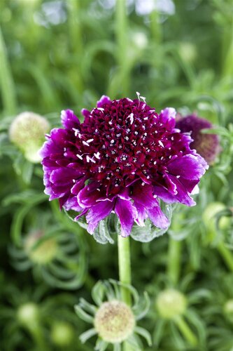 Hello Garden Scabiosa Barocca vaste plant