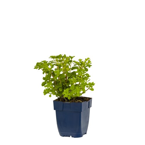 Sedum kamt. 'Immergrün', in 11cm-pot