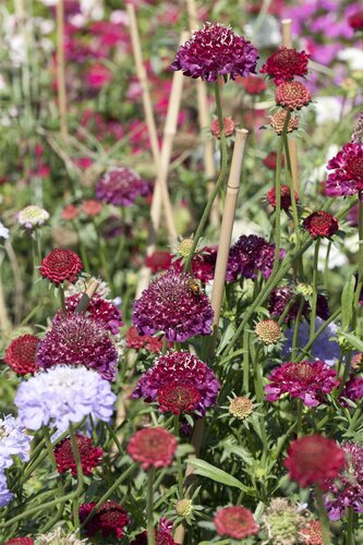 Hello Garden Scabiosa caucasica Alba vaste plant - afbeelding 5