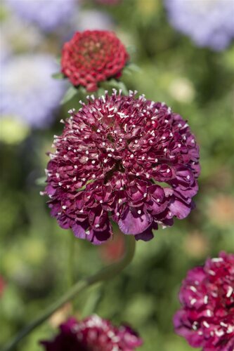 Hello Garden Scabiosa caucasica Alba vaste plant - afbeelding 6