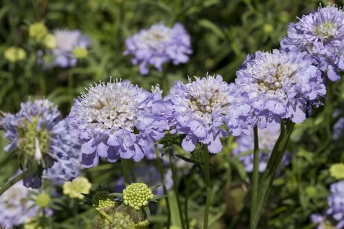 Hello Garden Scabiosa caucasica Alba vaste plant - afbeelding 3